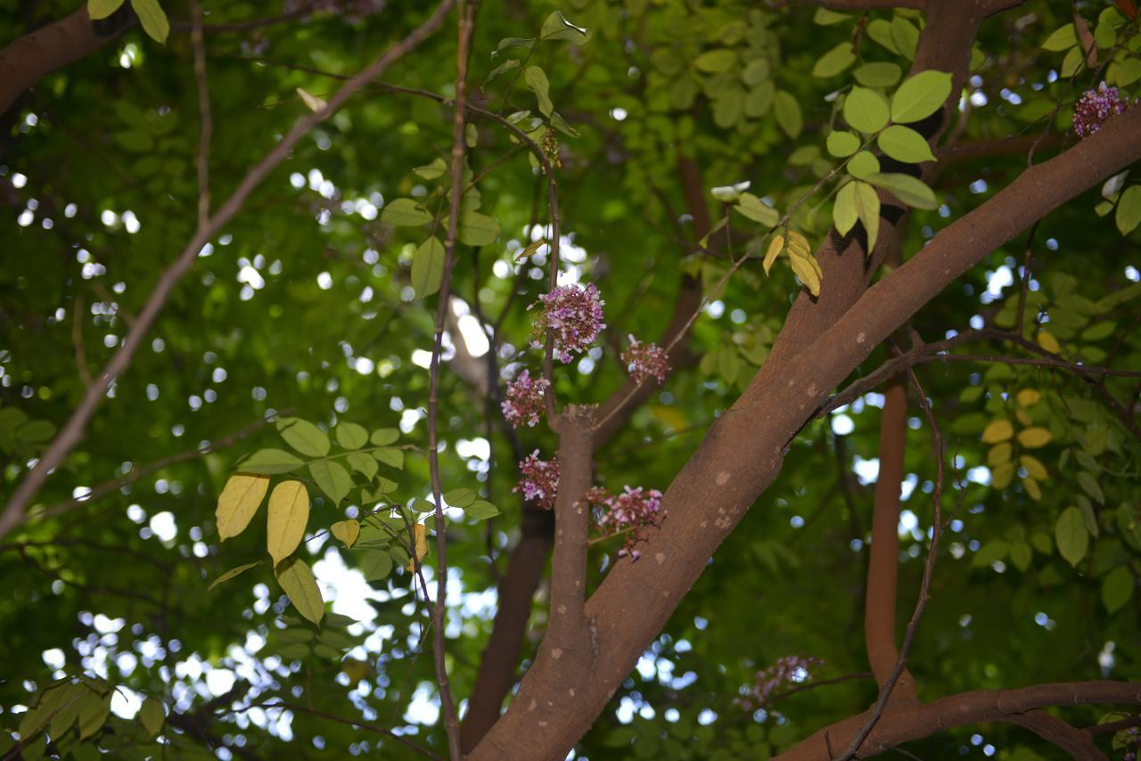 Villa Helena B&B แซ็งต์-มารี ภายนอก รูปภาพ