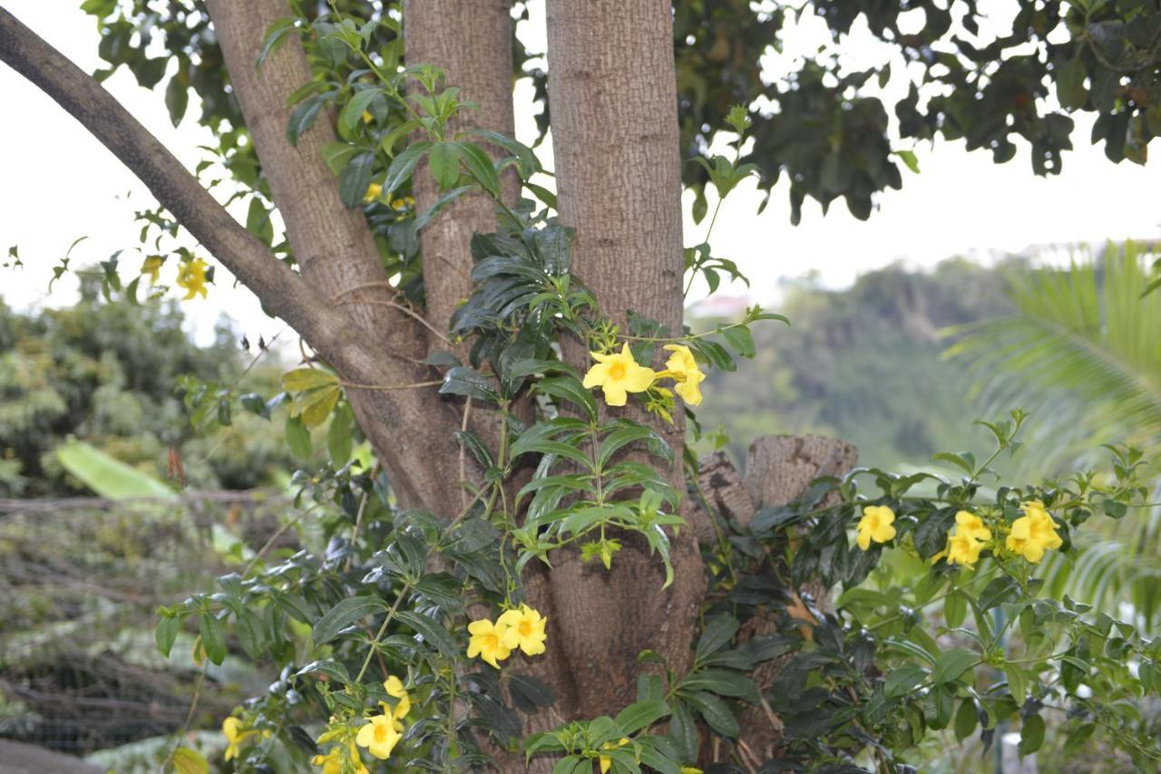 Villa Helena B&B แซ็งต์-มารี ภายนอก รูปภาพ